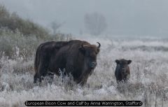 European Bison Cow and Calf by Anna Warrington, Stafford