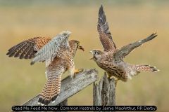 Feed Me Feed Me Now. Common Kestrels by Jamie MacArthur, RR Derby