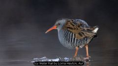 Icy Water Rail by Lorna Hayton, Ayr