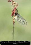 Mayfly on Common Sorrel by Jon Mee, RR Derby