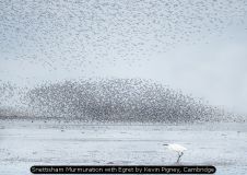 Snettisham Murmuration with Egret by Kevin Pigney, Cambridge