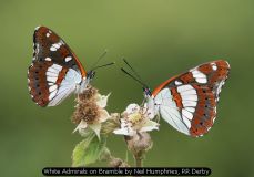 White Admirals on Bramble by Neil Humphries, RR Derby