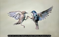 Adult and Juvenile Starling by Richard OMeara, Poulton le Fylde