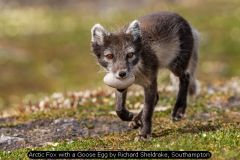 Arctic Fox with a Goose Egg by Richard Sheldrake, Southampton