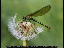 Banded Demoiselle at Ten past Four by Alan Storey, Poulton le Fylde