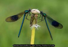 Banded Demoiselles by Alan Storey, Poulton le Fylde