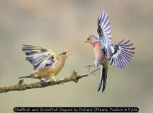 Chaffinch and Greenfinch Dispute by Richard OMeara, Poulton le Fylde
