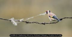Goldfinch Gathering Wool by Richard OMeara, Poulton le Fylde