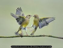 Greenfinch Encounter by Gill OMeara, Poulton le Fylde