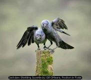 Jackdaw Shielding Juvenile by Gill OMeara, Poulton le Fylde