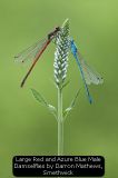 Large Red and Azure Blue Male Damselflies by Darron Mathews, Smethwick