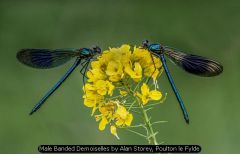 Male Banded Demoiselles by Alan Storey, Poulton le Fylde