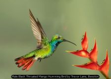 Male Black Throated Mango Humming Bird by Trevor Lane, Beeston