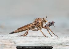 Robber Fly with Prey by Bob Coote, Royston