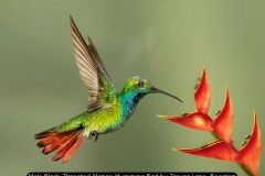 Male Black Throated Mango Humming Bird by Trevor Lane, Beeston