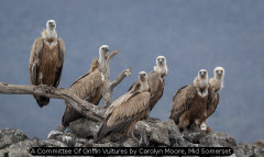 A Committee Of Griffin Vultures by Carolyn Moore, Mid Somerset