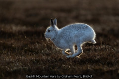 Backlit Mountain Hare by Graham Pears, Bristol