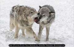 Bite Of Love From Two Wolves by Jennifer Webster, Bromsgrove
