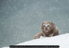 Blue Morph Arctic Fox In A Snowstorm by Richard Kay, Bristol