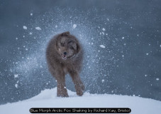Blue Morph Arctic Fox Shaking by Richard Kay, Bristol