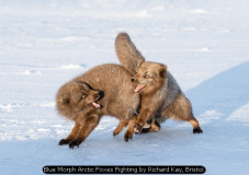 Blue Morph Arctic Foxes Fighting by Richard Kay, Bristol
