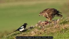 Buzzard And Magpie by Graham Pears, Bristol