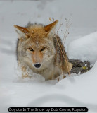 Coyote In The Snow by Bob Coote, Royston