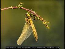 Four Spotted Chaser Before First Light by Alan Storey, Poulton le Fylde