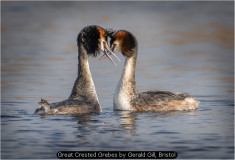 Great Crested Grebes by Gerald Gill, Bristol