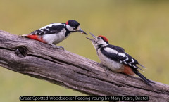 Great Spotted Woodpecker Feeding Young by Mary Pears, Bristol