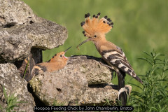 Hoopoe Feeding Chick by John Chamberlin, Bristol