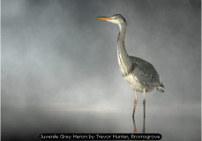 Juvenile Grey Heron by Trevor Hunter, Bromsgrove