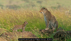 Leopard And Cub by Ralph Snook, Bristol