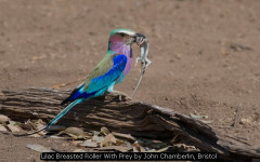 Lilac Breasted Roller With Prey by John Chamberlin, Bristol