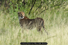 Looking Back by Mike Hall, Bristol