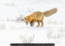 Red Fox Listening For Prey by Julia Wainwright, Chichester