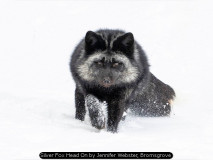 Silver Fox Head On by Jennifer Webster, Bromsgrove