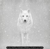 Arctic Wolf by Richard OMeara, Poulton Le Fylde