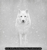Arctic Wolf by Richard O'Meara, Poulton le Fylde