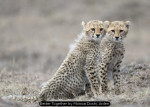 Better Together by Monica Doshi, Arden Better Together by Monica Doshi, Arden