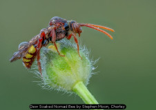 Dew Soaked Nomad Bee by Stephen Moon, Chorley
