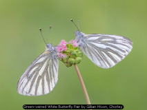 Green-veined White Butterfly Pair by Gillian Moon, Chorley