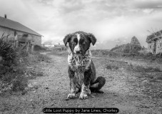 Little Lost Puppy by Jane Lines, Chorley