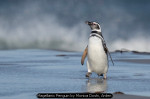 Magellanic Penguin by Monica Doshi, Arden Magellanic Penguin by Monica Doshi, Arden