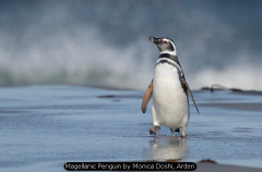 Magellanic Penguin by Monica Doshi, Arden