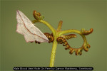 Male Blood Vein Moth on Fern by Darron Matthews, Smethwick Male Blood Vein Moth on Fern by Darron Matthews, Smethwick