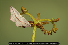 Male Blood Vein Moth on Fern by Darron Matthews, Smethwick