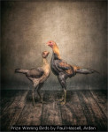 Prize Winning Birds by Paul Hassell, Arden Prize Winning Birds by Paul Hassell, Arden