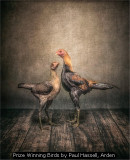 Prize Winning Birds by Paul Hassell, Arden