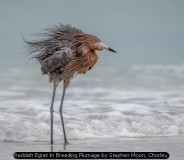 Reddish Egret In Breeding Plumage by Stephen Moon, Chorley